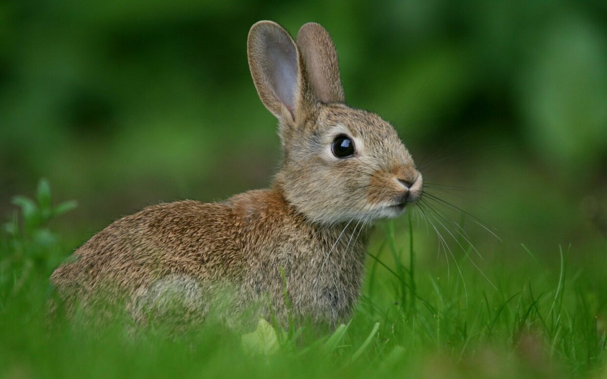 Rabbit Wallpapers - PixelsTalk