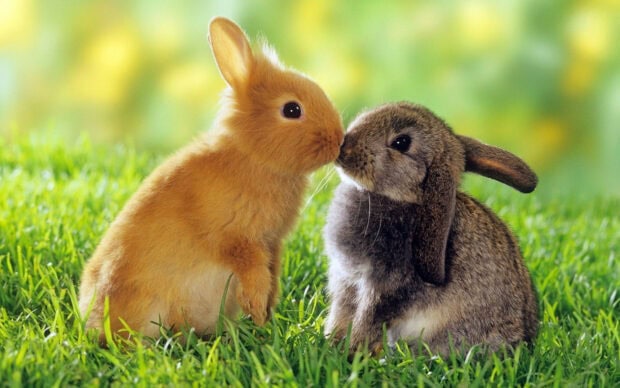 Cute rabbit touching noses on green grass with a blurred background