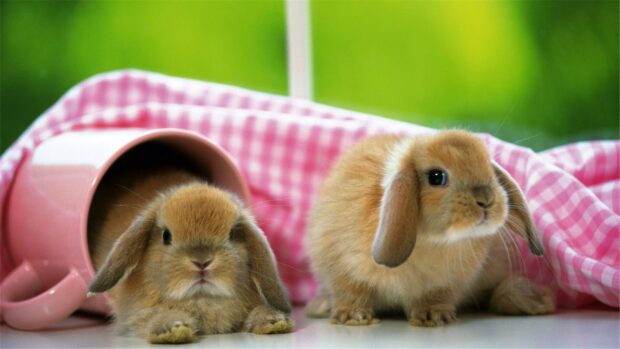 Two adorable brown rabbits with long ears playing near a pink checkered cloth and a tipped over pink cup