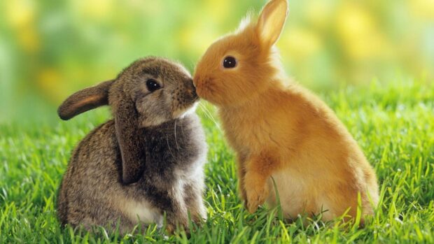Two adorable rabbits touching noses on green grass in a bright natural setting