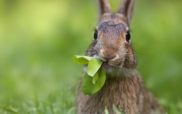 A rabbit eating fresh green leaves in a natural environment