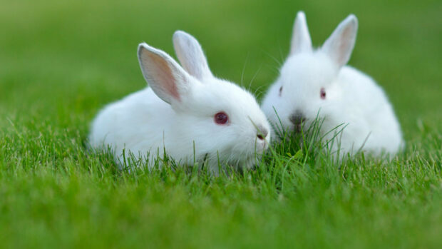 Two white rabbits lying on green grass in a natural setting