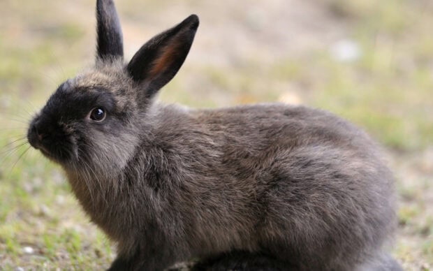 A close up of a gray rabbit sitting on the grass in natural light