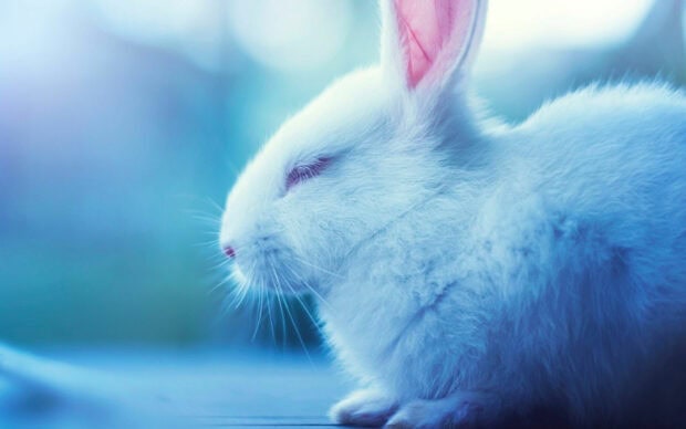 A close up of a white rabbit resting peacefully with closed eyes in soft blue light