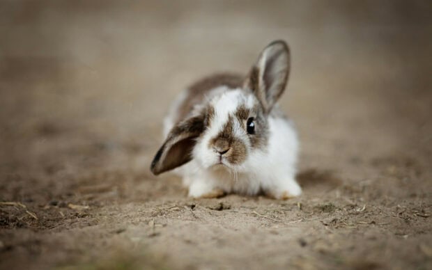 A cute rabbit sitting on the ground with soft fur and long ears