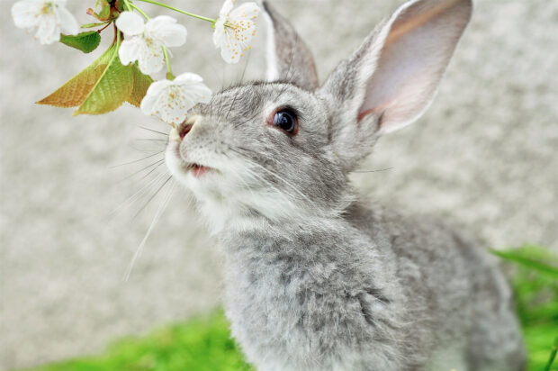 A gray rabbit sniffing white flowers in a natural outdoor setting