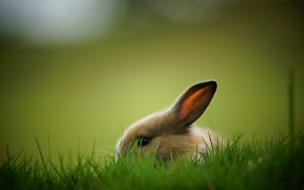 A rabbit peeking through green grass with a blurred natural background