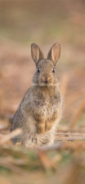 A curious rabbit sitting quietly in the grass looking directly at the camera