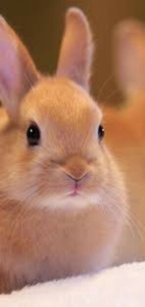 A close up of a fluffy rabbit with soft fur and big ears looking curious