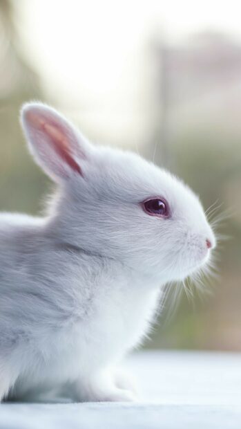 Close up of a fluffy white rabbit showing soft fur and pink ears