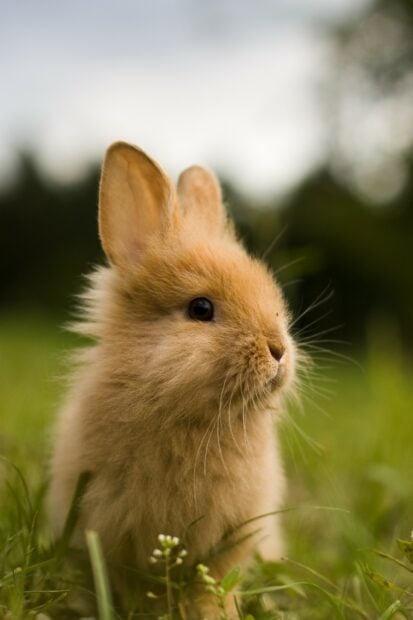 Fluffy rabbit sitting on green grass in natural outdoor setting