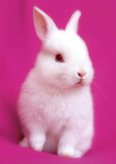 White rabbit sitting on a bright pink background with soft fur visible
