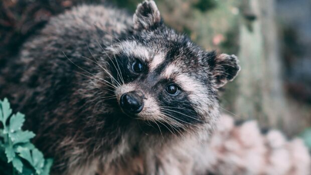 A close up of a raccoon with detailed fur looking upwards surrounded by natural foliage