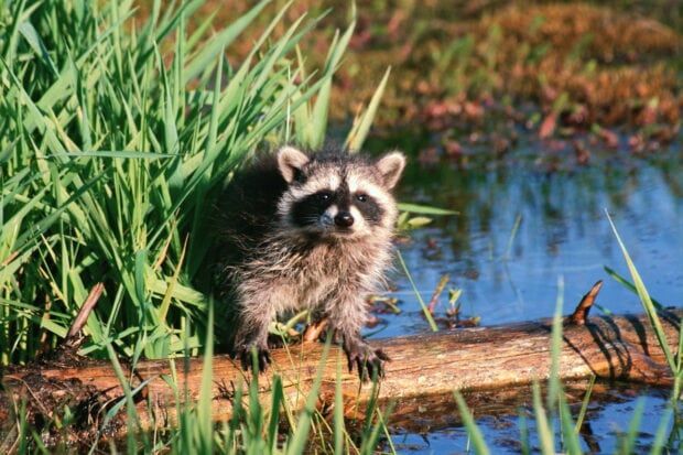 Young raccoon standing on a log near water surrounded by green grass