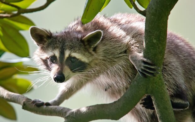 A raccoon climbing on tree branches in a natural habitat with detailed fur and bright eyes