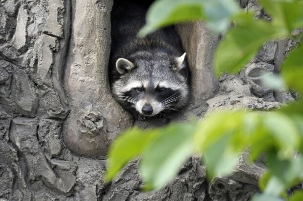 A raccoon resting inside a hollow tree trunk surrounded by natural gray bark and green leaves