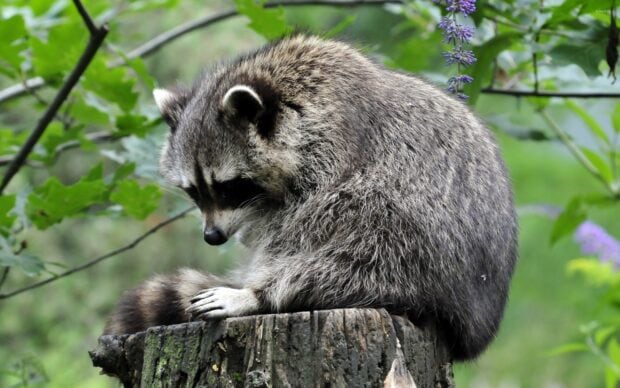 A raccoon sitting quietly on a tree stump surrounded by green foliage
