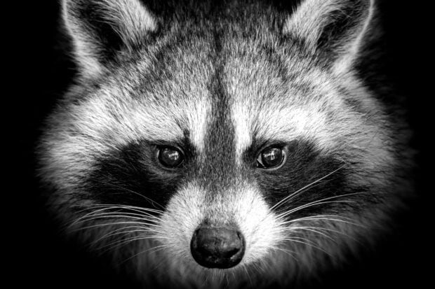 Close up of a raccoon showing detailed fur and eyes in black and white