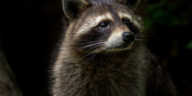 Close up of a raccoon with detailed fur and bright eyes looking attentively