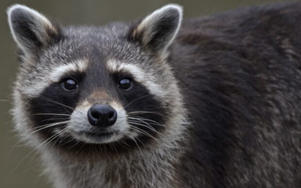 A close up of a raccoon showing its detailed fur and curious eyes