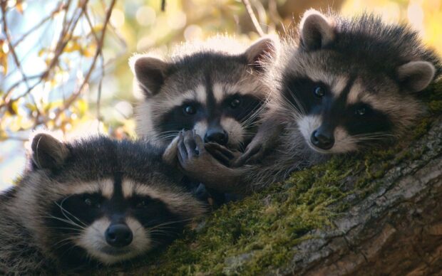 Three raccoon resting closely together on a mossy tree branch in natural daylight