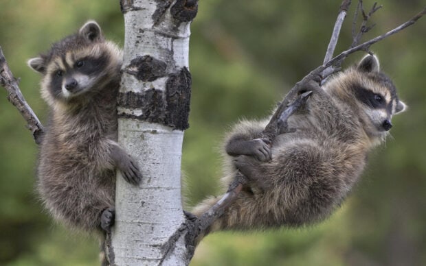 Two raccoon babies climbing and hanging on tree branches in a natural forest environment