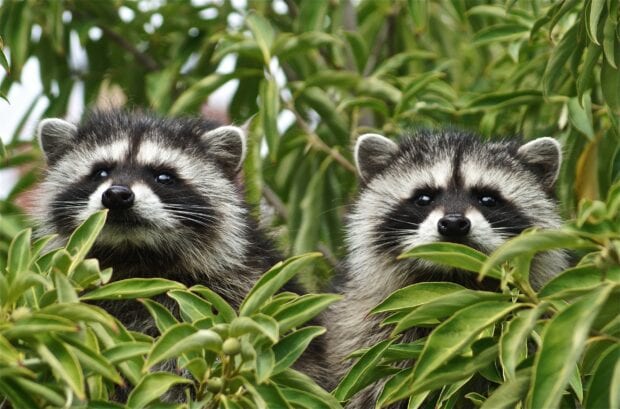 Two raccoon faces peeking through green leaves in a natural setting