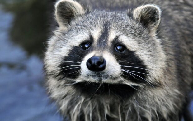 Close up of raccoon face showing detailed fur and bright eyes