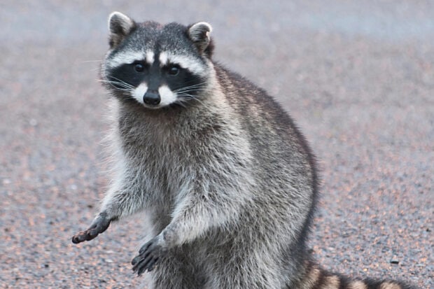 A wild raccoon standing on the pavement showing its fur and paws
