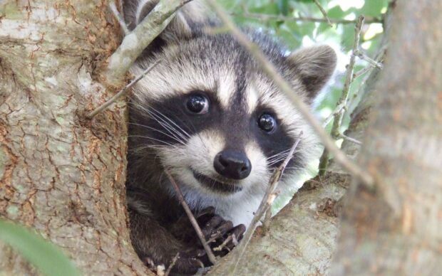 A curious raccoon peeking through tree branches in natural surroundings