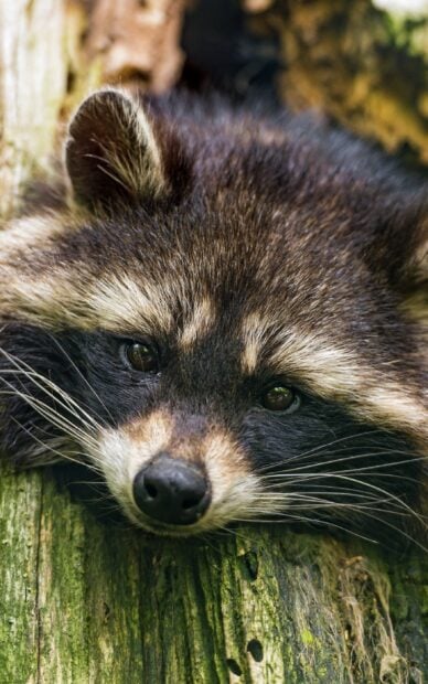 Close up of raccoon resting its head on a mossy wooden surface
