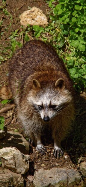 A raccoon standing on rocky ground surrounded by green plants and leaves
