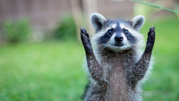 A curious raccoon standing with paws raised in a green natural setting