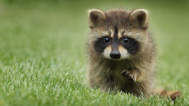 A young raccoon walking on green grass in a natural setting