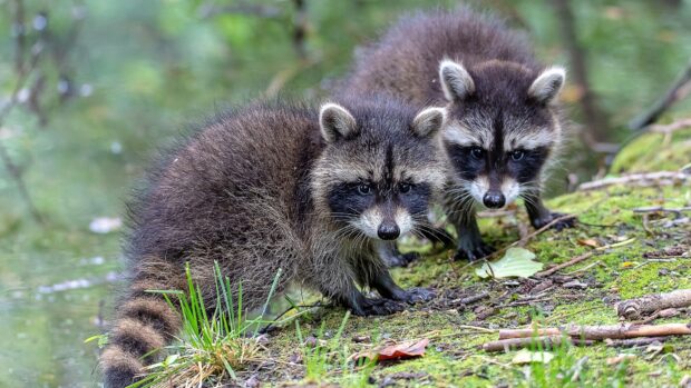 Two raccoon animals exploring the green forest floor near a small water body
