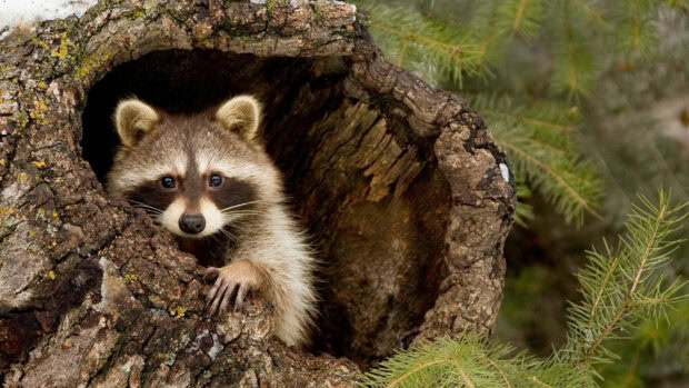 A curious raccoon peeking out from inside a hollow tree trunk in the forest