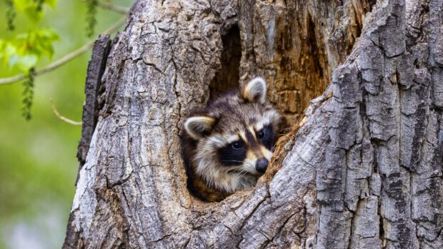 A curious raccoon peeking out of a tree hollow in the forest