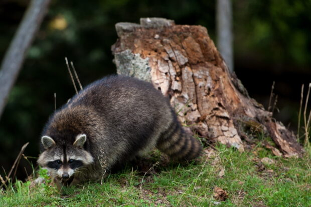 A raccoon exploring the grass near a tree stump in the forest