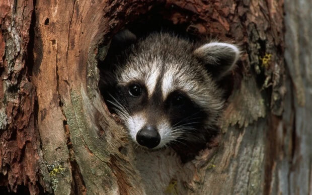 A raccoon peeking out from a tree hole in a natural forest setting