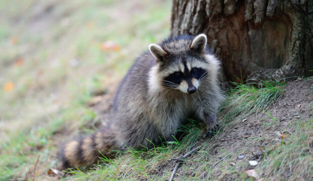 A raccoon standing near a tree on the grass in its natural habitat