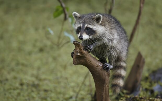 A wild raccoon climbing on a tree branch in a natural environment