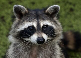 Close up of a raccoon face with detailed whiskers and dark fur markings
