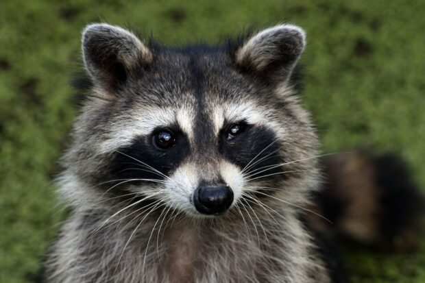 Close up of a raccoon face with detailed whiskers and dark fur markings
