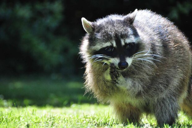 Raccoon cleaning its paw on green grass in natural environment