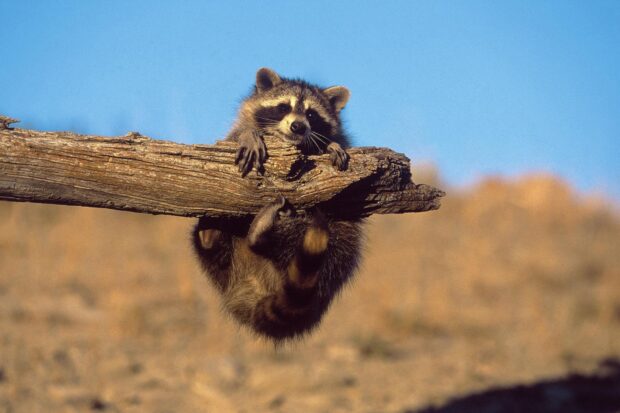 A curious raccoon hanging on a tree branch in natural habitat