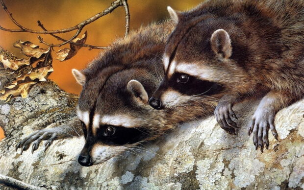 Two raccoon animals resting on a tree branch in a natural forest setting