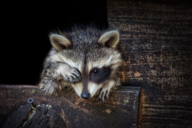 Young raccoon covering one eye with its paw while resting on wooden surface
