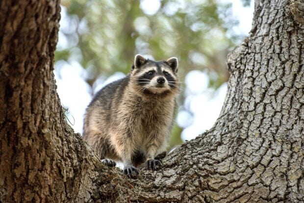 A raccoon standing on a tree branch looking into the distance in a natural environment