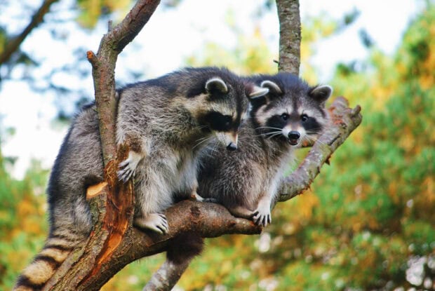 Two raccoon sitting together on a tree branch in a forest environment