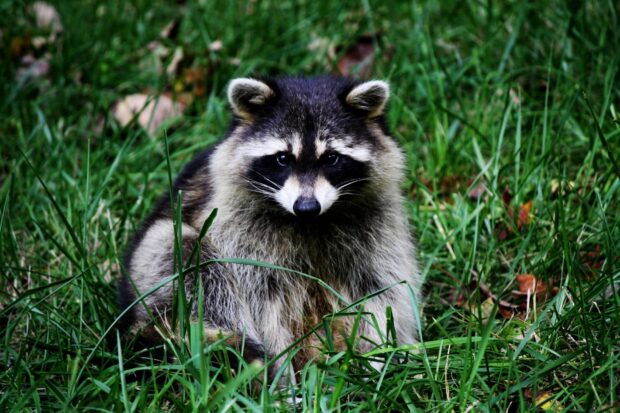 A raccoon sitting quietly in the green grass in a natural environment